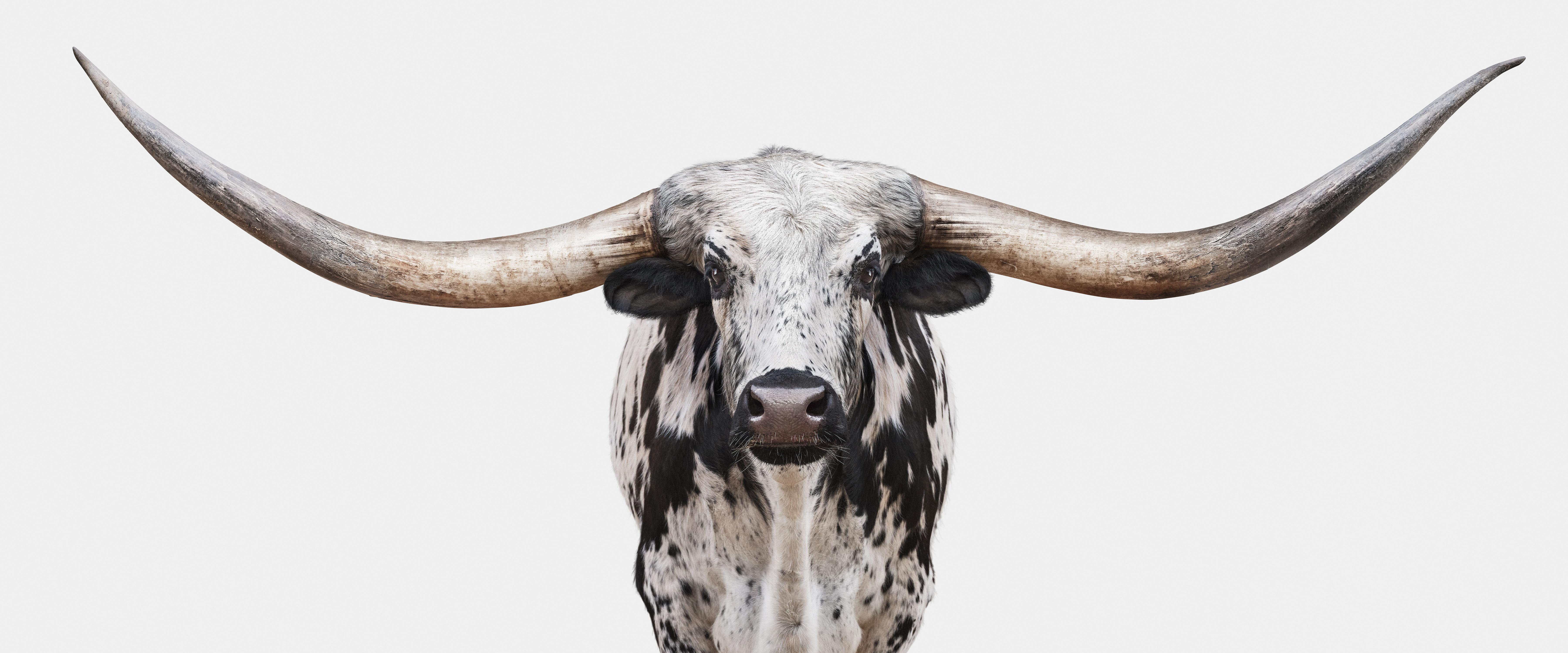 Randal Ford - Longhorn n° 8 Panoramic, photographie 2018, imprimée d'après