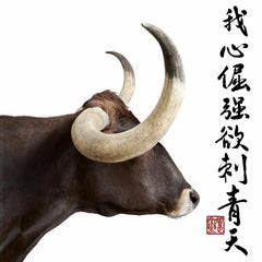 Randal Ford - Longhorn Profil, 2023 Gedruckt nach