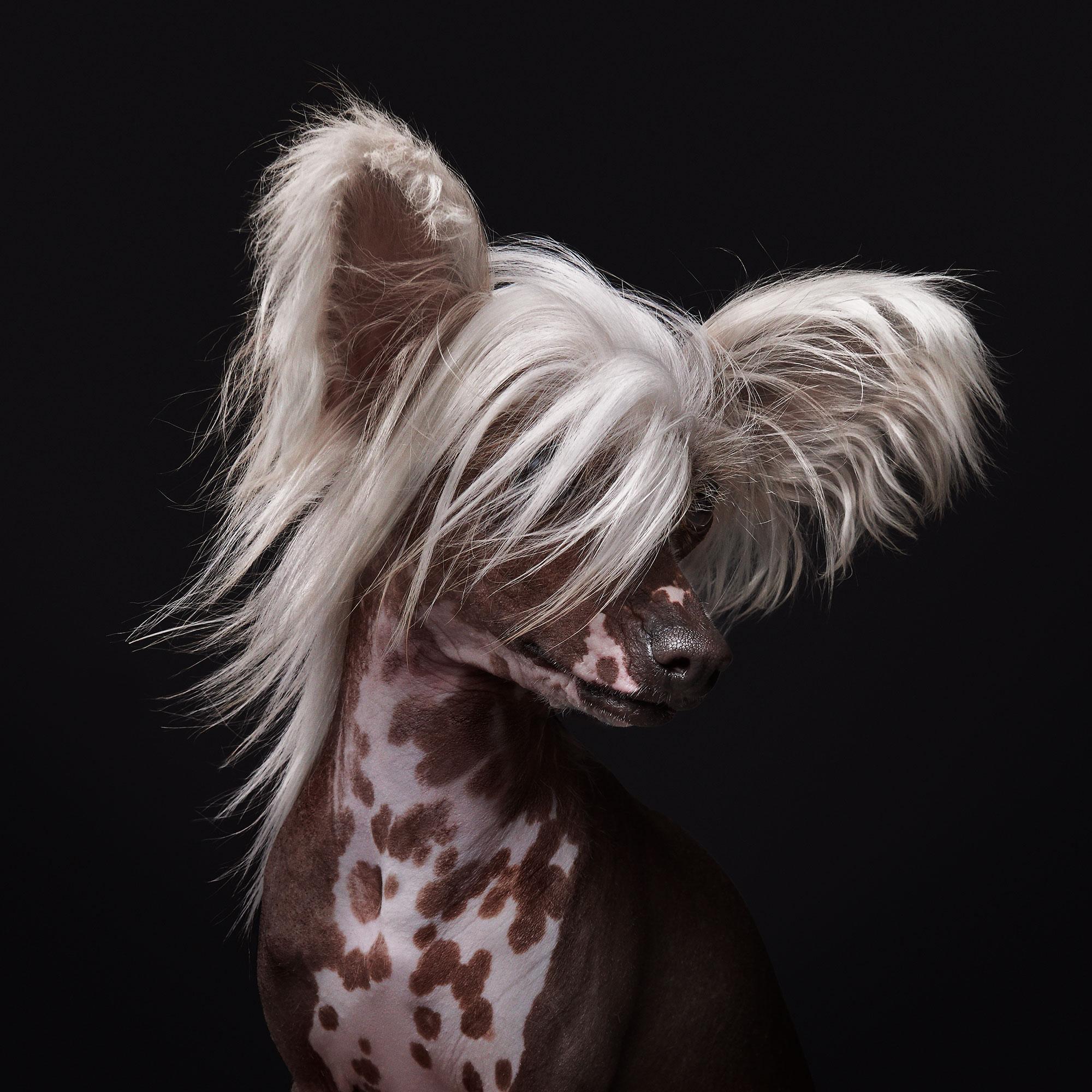 All available sizes and editions:
32 x 32, edition of 15
40 x 40, edition of 10
48 x 48, edition of 5

Narrative:
This pup was, truly, his own spotlight and had no hesitations when it came time to strike a pose. Chinese Crested dogs can not be