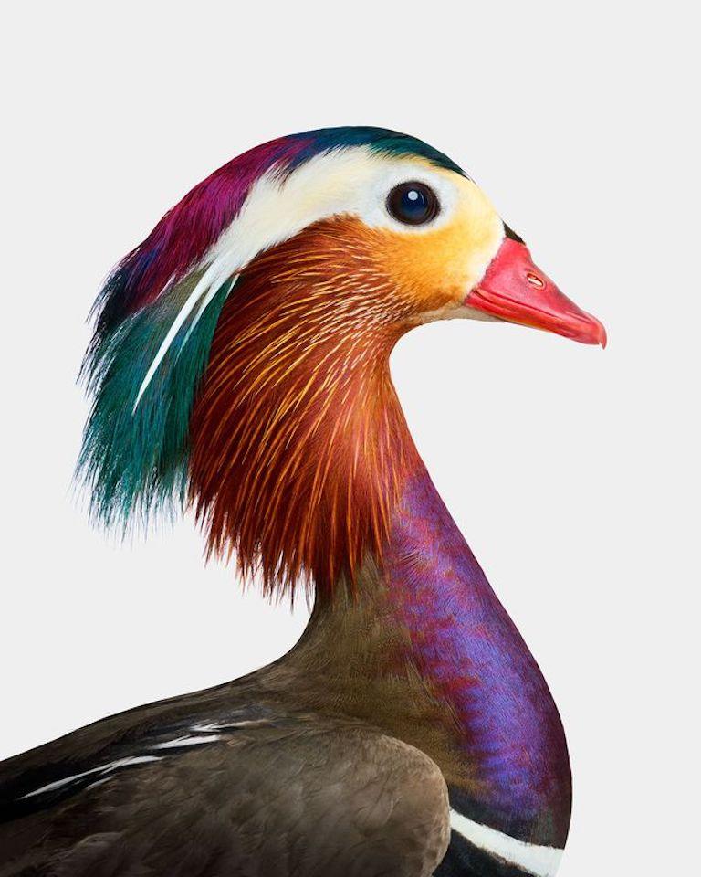 "Iridian is a living masterpiece. His extraordinary colors—unique among all ducks—symbolize a centuries-old tale of love and fidelity. Originating in East Asia, mandarin ducks are revered for their strong pair bonds and represent a lifetime of