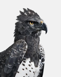 Randal Ford - Martial Eagle, Photography 2018, Printed After