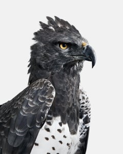 Randal Ford – Martial Eagle, Fotografie 2018, Nachdruck