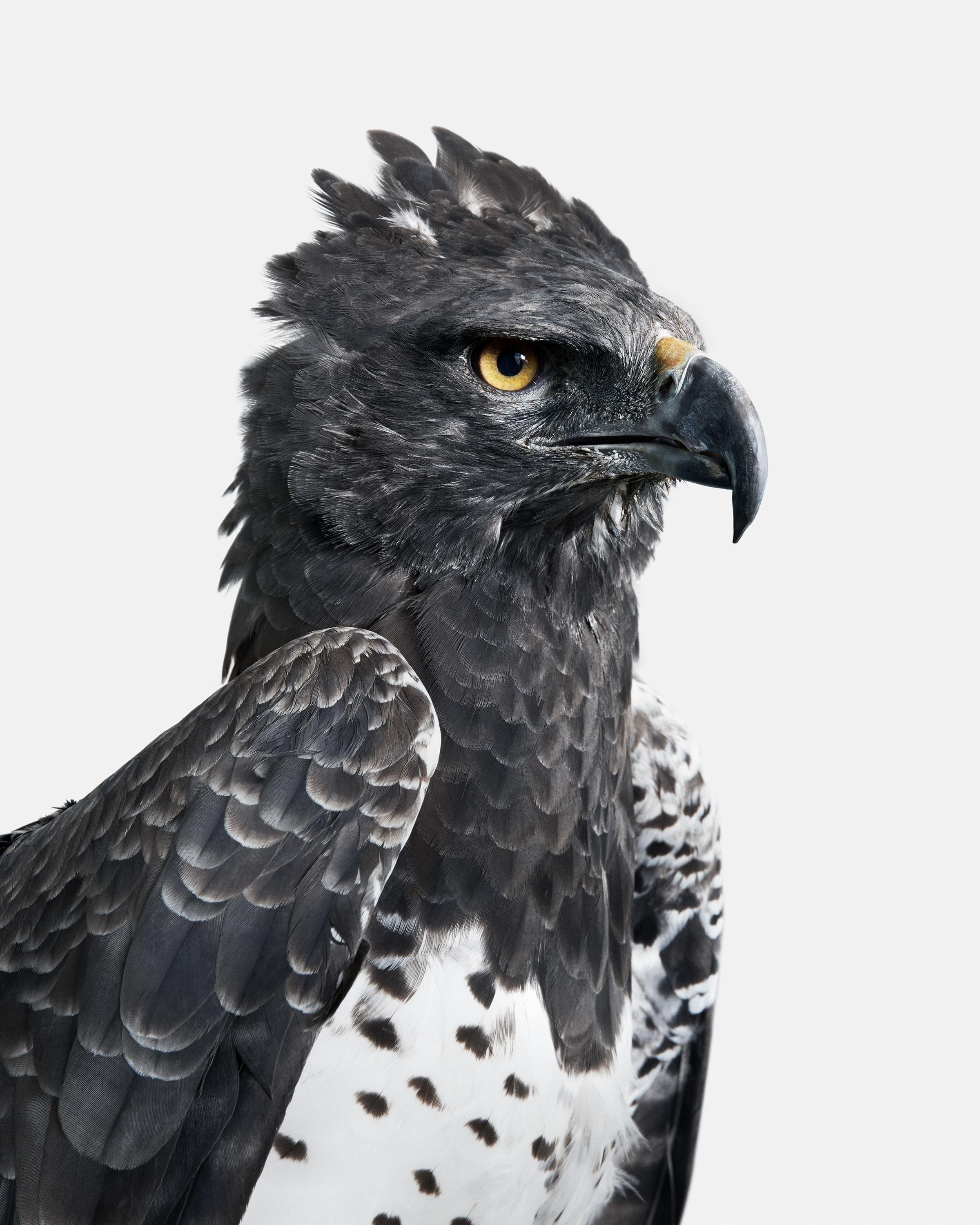 Randal Ford - Martial Eagle, photographie 2018, imprimée d'après
