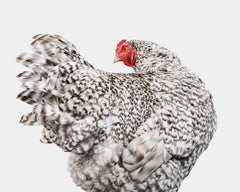 Randal Ford - Mechelen Turkey Head Hen, photographie 2024, imprimée d'après