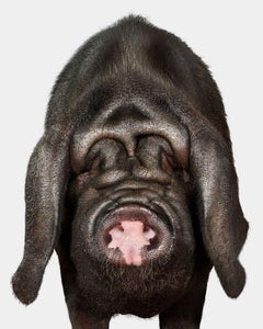 Randal Ford – Meishan Pig, Fotografie 2024, Nachdruck gedruckt