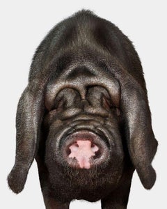 Randal Ford - Meishan Pig, photographie 2024, imprimée d'après