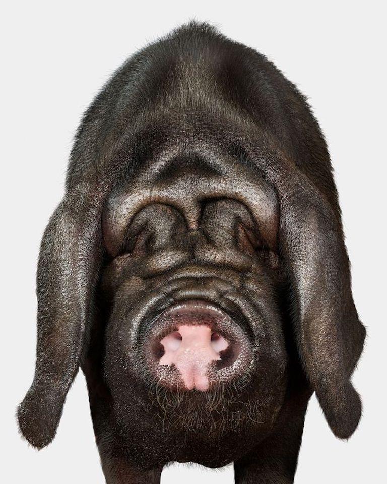 "Shawn the Meishan was a sight for sore eyes—though I’m not sure he could say the same for us. In fact, I’m not sure if he could see us at all. Meishan pigs are known for their squishy, shar-pei-like faces and obstructed vision, but what they may