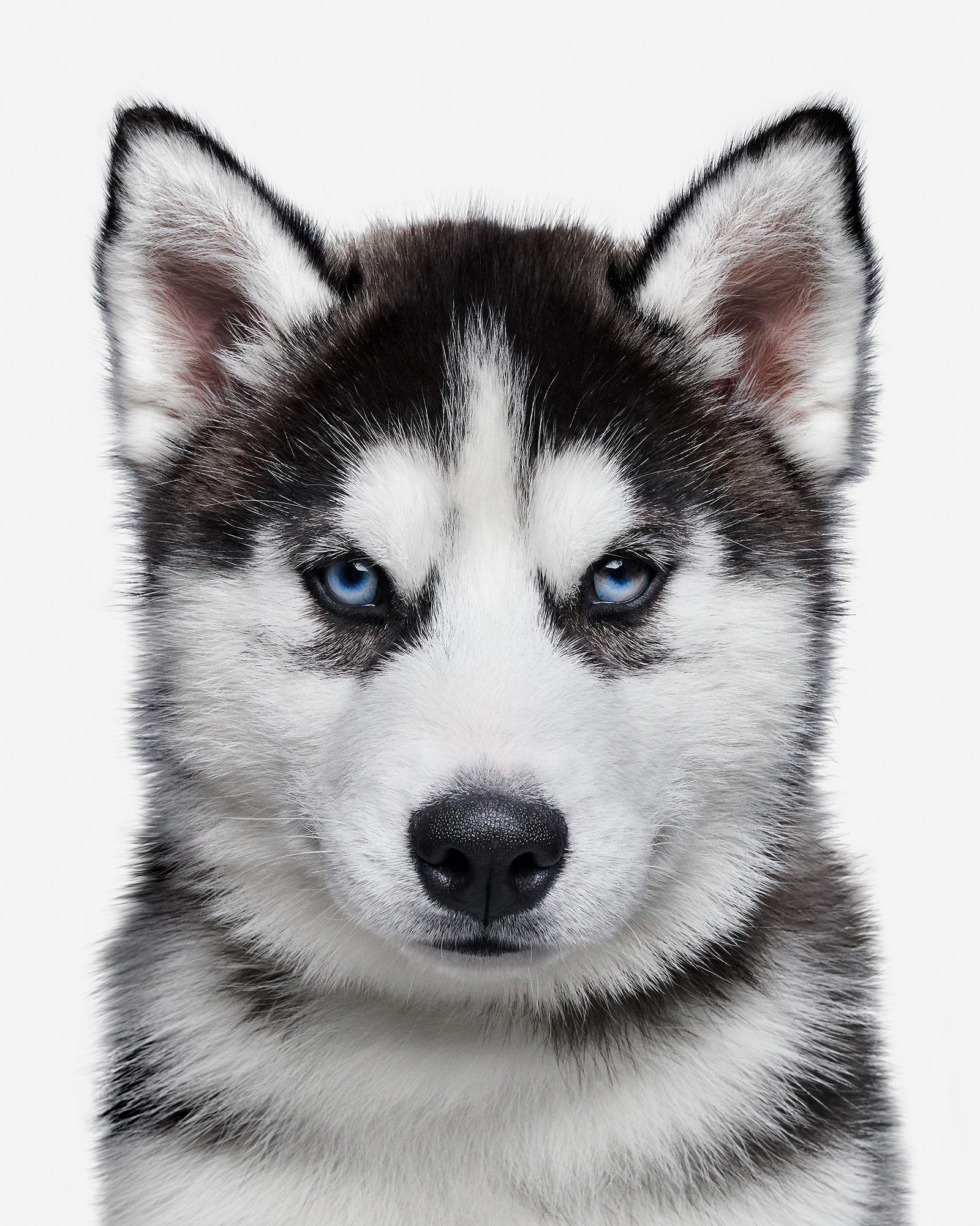 Available sizes:
37.5" x 30", Edition of 15
50" x 40", Edition of 10
60" x 48", Edition of 5

Narrative:
Merlin was only 4 months into the world when he arrived on set and somehow had already accumulated such a dignified way about him. His intense