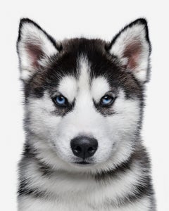 Randal Ford - Merlin, Fotografía 2020, Impresión posterior