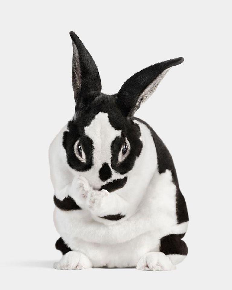 "Dutton was always up to something. Originally raised to be a show bunny, he instead retired early due to his naughty ways on the show table. Mischievous to his core, Dutton is also known for being quite the escape artist—always wondering what’s on