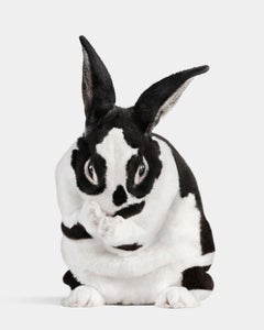 Randal Ford - Mini Rex Kaninchen Nr. 1, Fotografie 2024, Druck nach