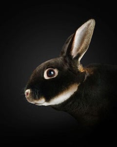 Randal Ford - Mini Rex Rabbit n° 2, photographie 2024, imprimée d'après