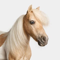 Randal Ford - Miniature Horse No. 1, Fotografie 2024, gedruckt nach