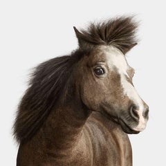 Randal Ford - Miniature Horse No. 2, Fotografie 2024, gedruckt nach