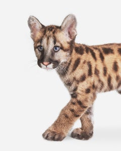 Randal Ford - Mountain Lion Cub, Fotografie 2018, Nachdruck