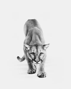 Randal Ford - Mountain Lion n° 1 (BW), photographie 2024, imprimée d
après