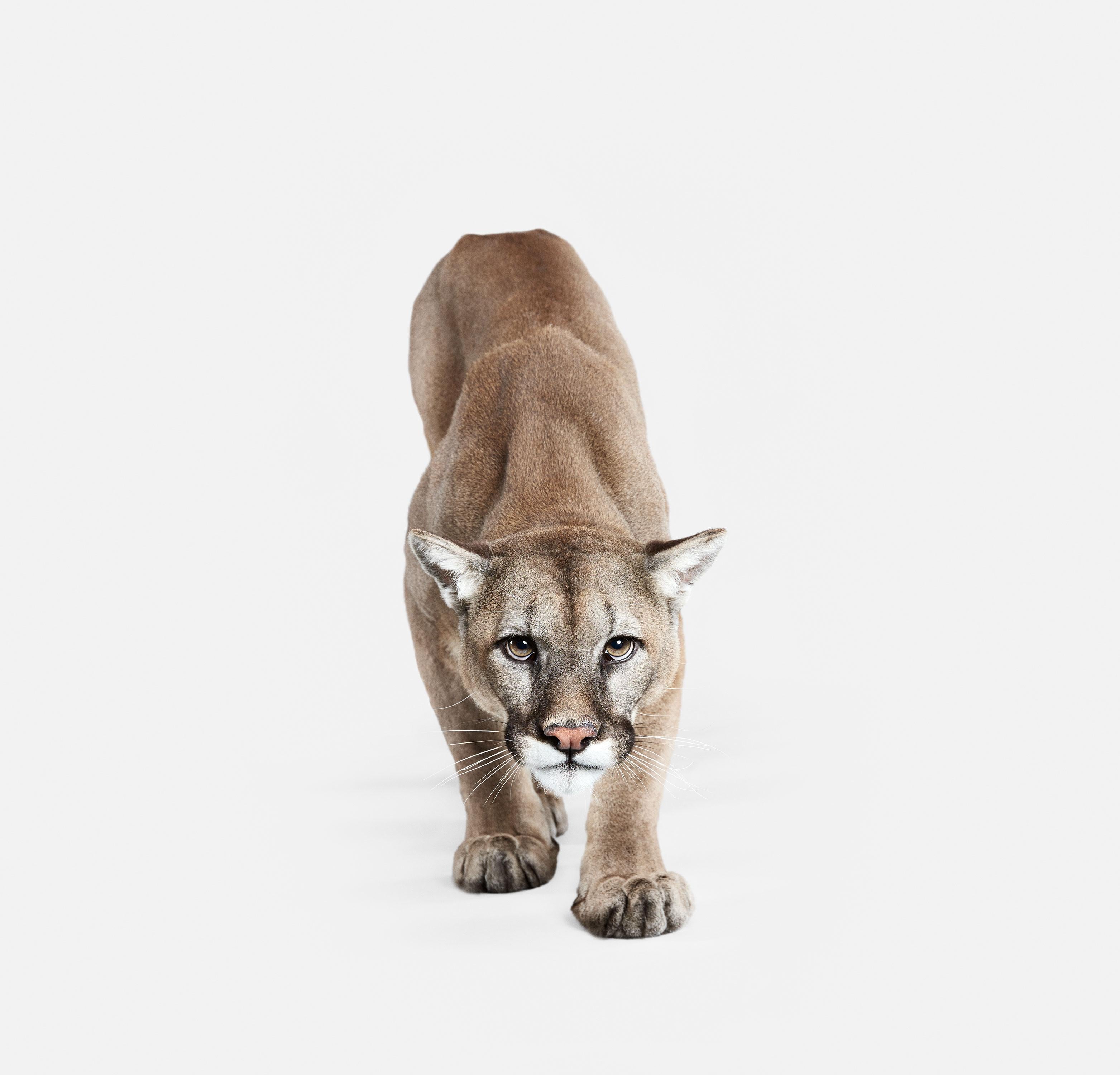 Randal Ford - Mountain Lion No. 1, Fotografie 2018, Nachdruck