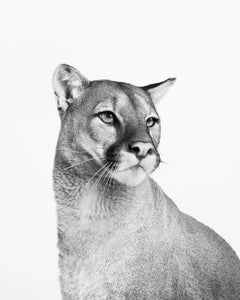 Randal Ford – Berglöwe Nr. 2 (BW), Fotografie 2024, gedruckt nach