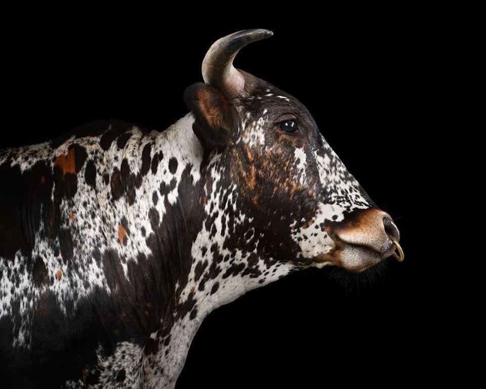 Randal Ford - Mehrfarbig gepunktetes Longhorn Nr. 1 auf Schwarz, 2024, bedruckt nach