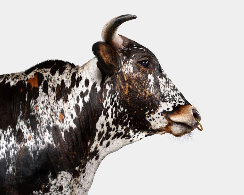 Randal Ford - Longhorn tacheté multicolore n° 1, photographie 2024, imprimée d
après