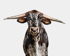 Randal Ford – Mehrfarbig gepunktetes Longhorn Nr. 2, Fotografie 2024, Druck nach