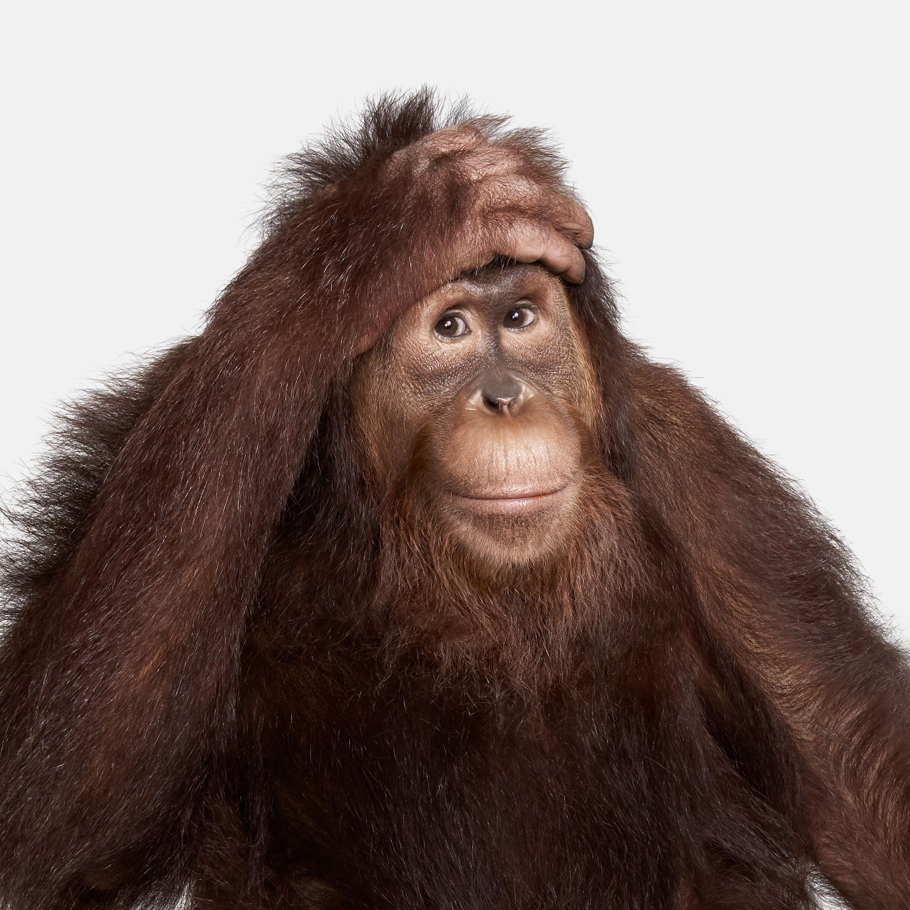 Randal Ford - Orangutan No. 1, Photography 2018, Printed After