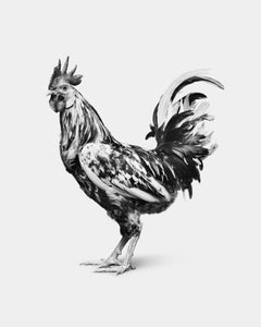 Randal Ford - Orust Rooster (BW), photographie 2024, imprimée d'après