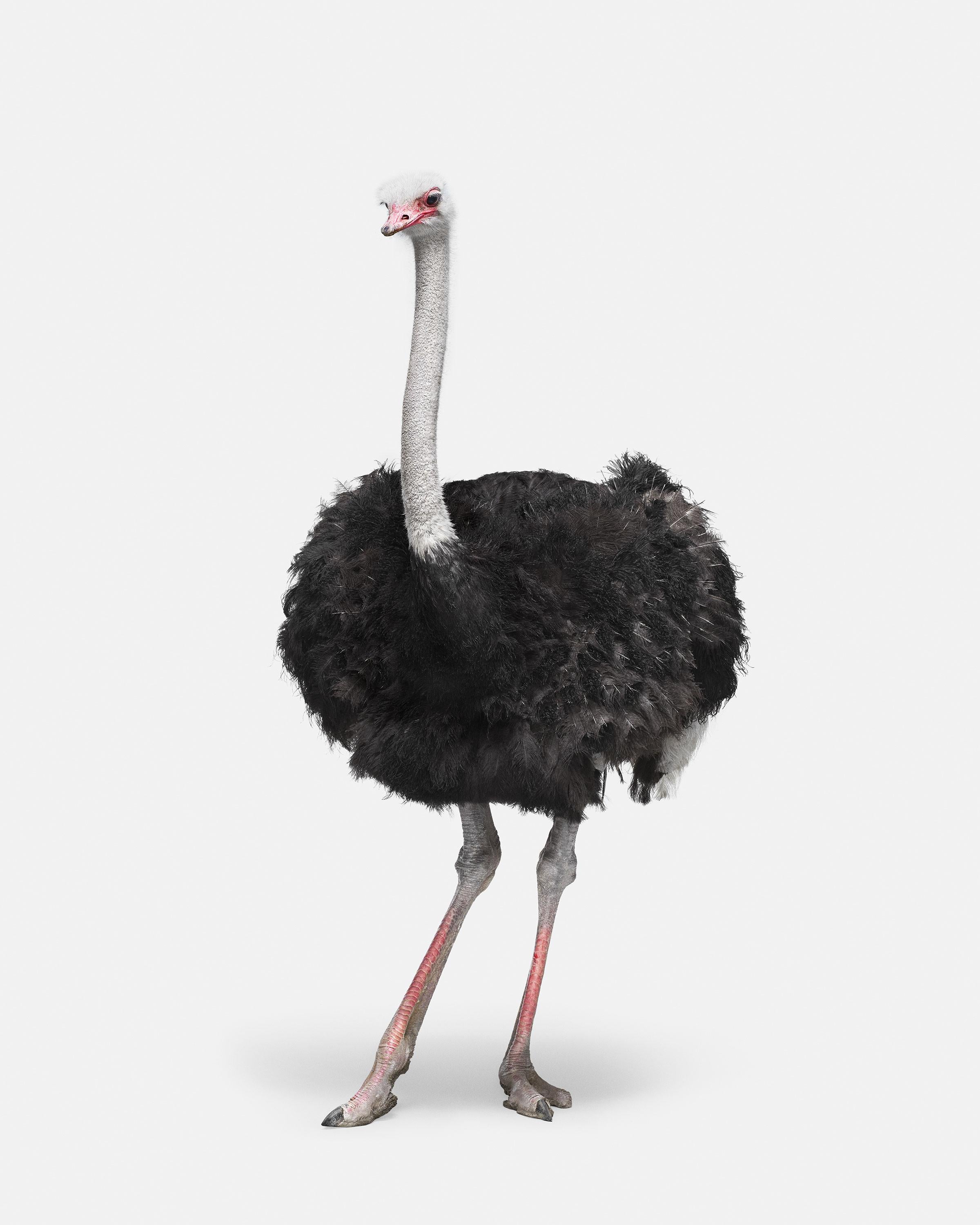 Randal Ford - Avestruz nº 1, Fotografía 2018, Impresión posterior