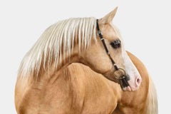 Randal Ford - Palomino Arabian Horse n° 1, photographie 2024, imprimée d'après