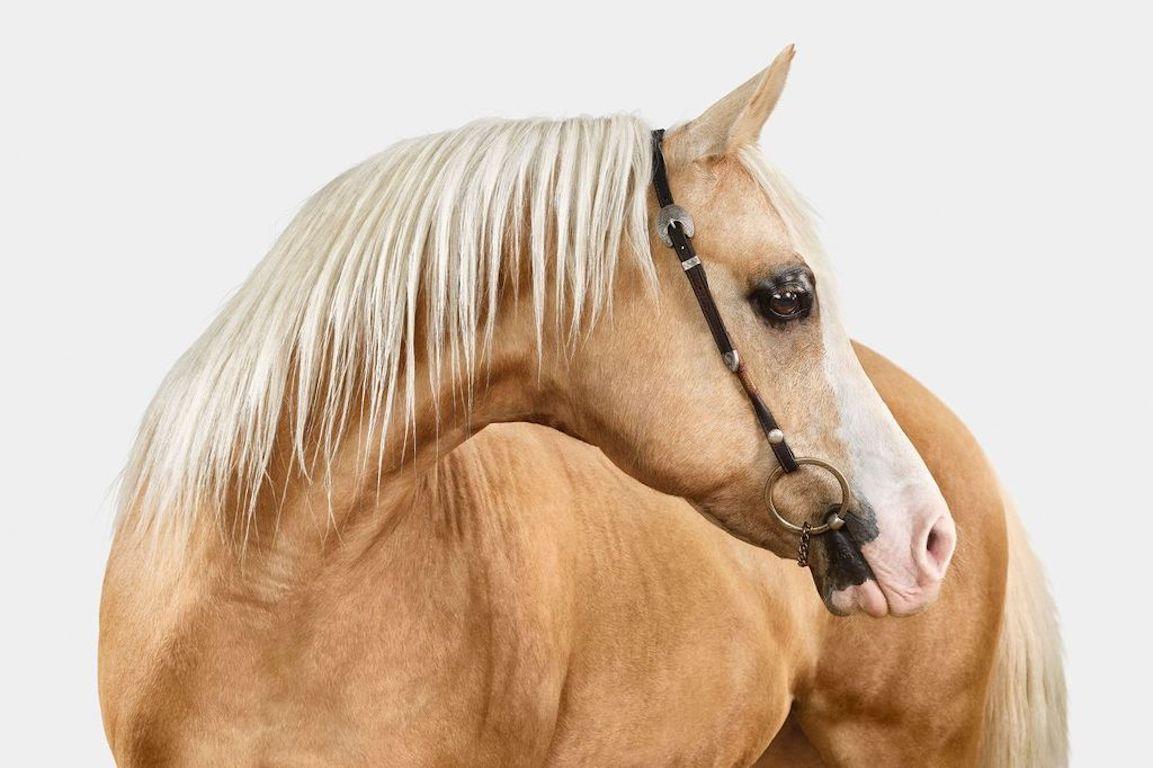 "Rhapsody: an instrumental composition irregular in form and suggestive of improvisation. I couldn’t imagine a more perfect name for this gorgeous blend of breeds. The palomino gold marries beautifully with the heavenly sheen of her Arabian coat and