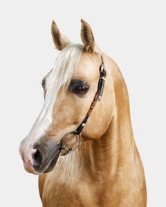 Randal Ford - Palomino Arabian Horse n° 2, photographie 2024, imprimée d'après