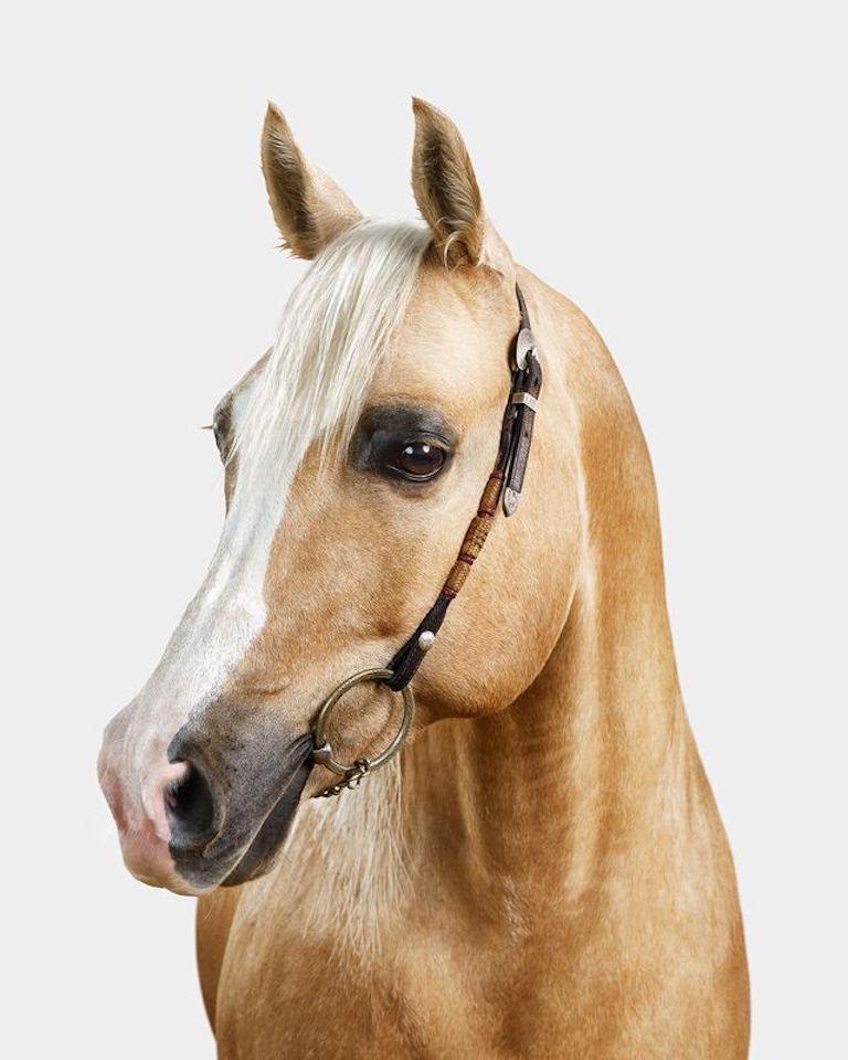 Randal Ford - Palomino Arabian Horse n° 2, photographie 2024, imprimée d
après