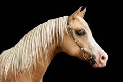 Randal Ford - Palomino Arabian Horse No. 3, Photography 2024, Printed After