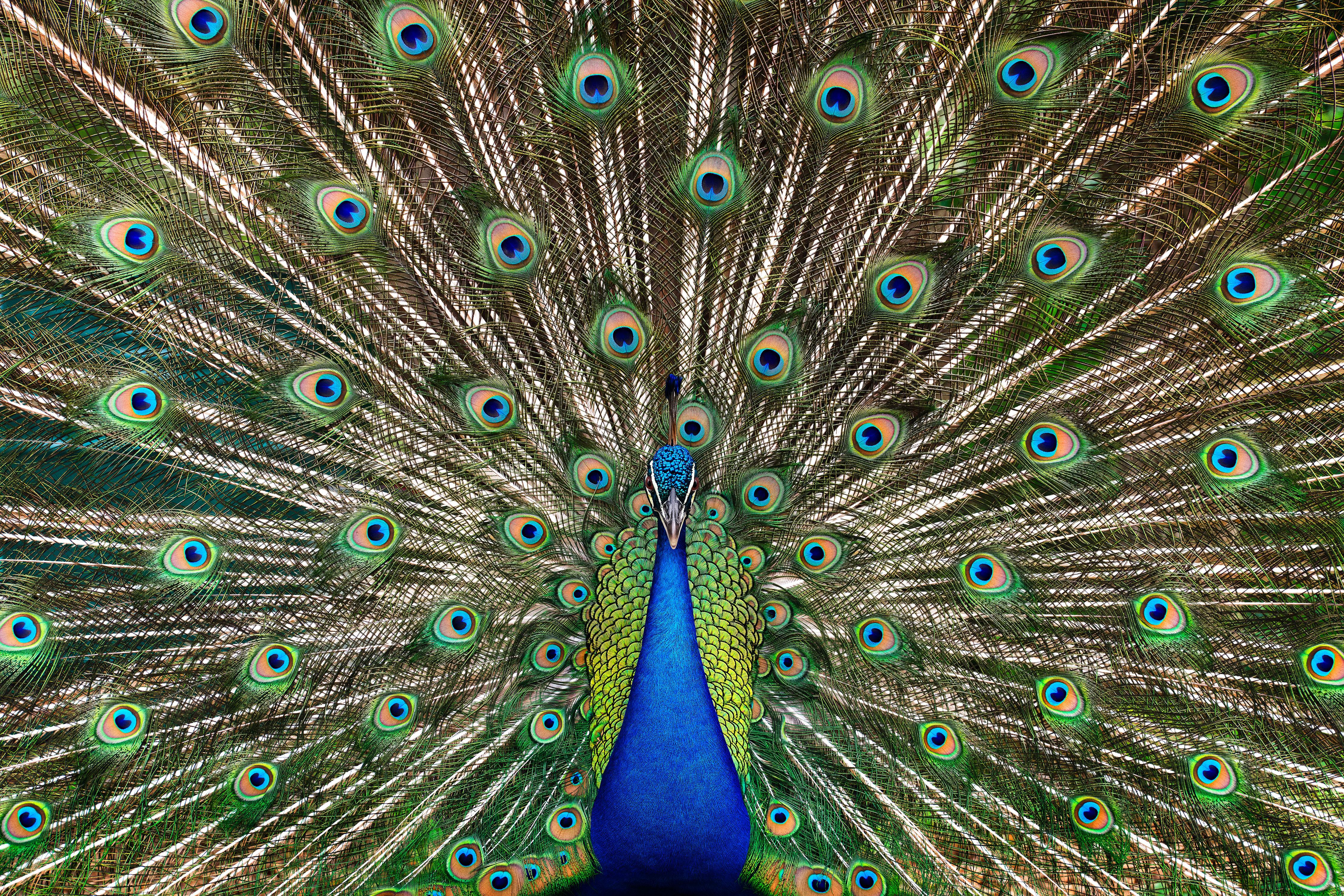 Randal Ford - Peacock No. 2, Photography 2023