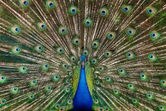 Randal Ford – Pfau Nr. 2, Fotografie 2023, Druck nach dem Vorbild
