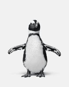 Randal Ford - Penguin No. 1, Photography 2018, Printed After