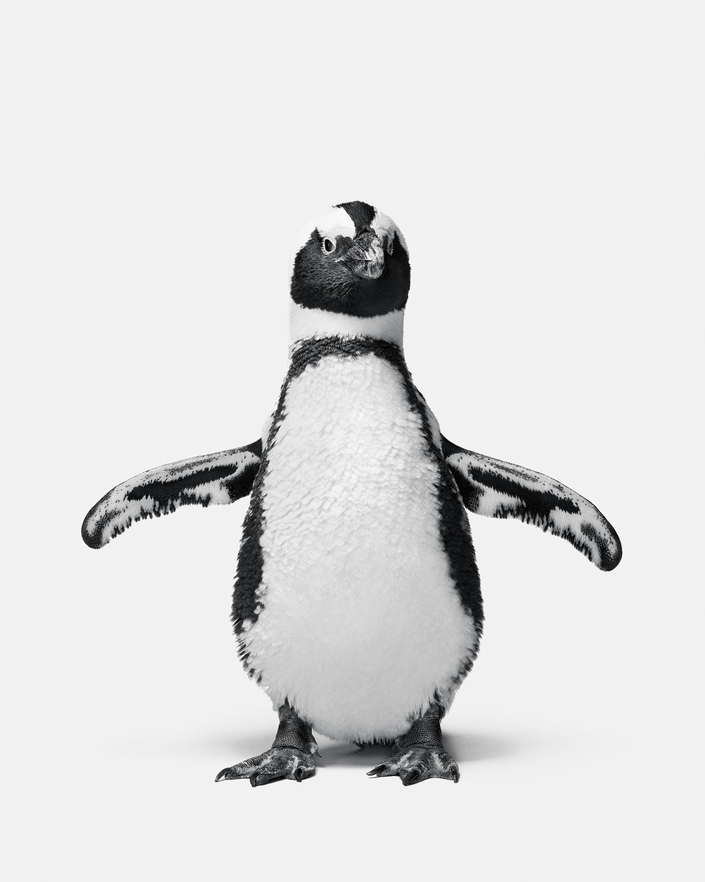Randal Ford - Penguin n° 1, photographie de 2018, imprimée d
après