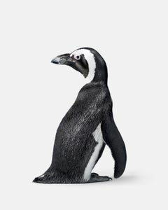 Randal Ford – Penguin Nr. 2, Fotografie 2018, Nachdruck