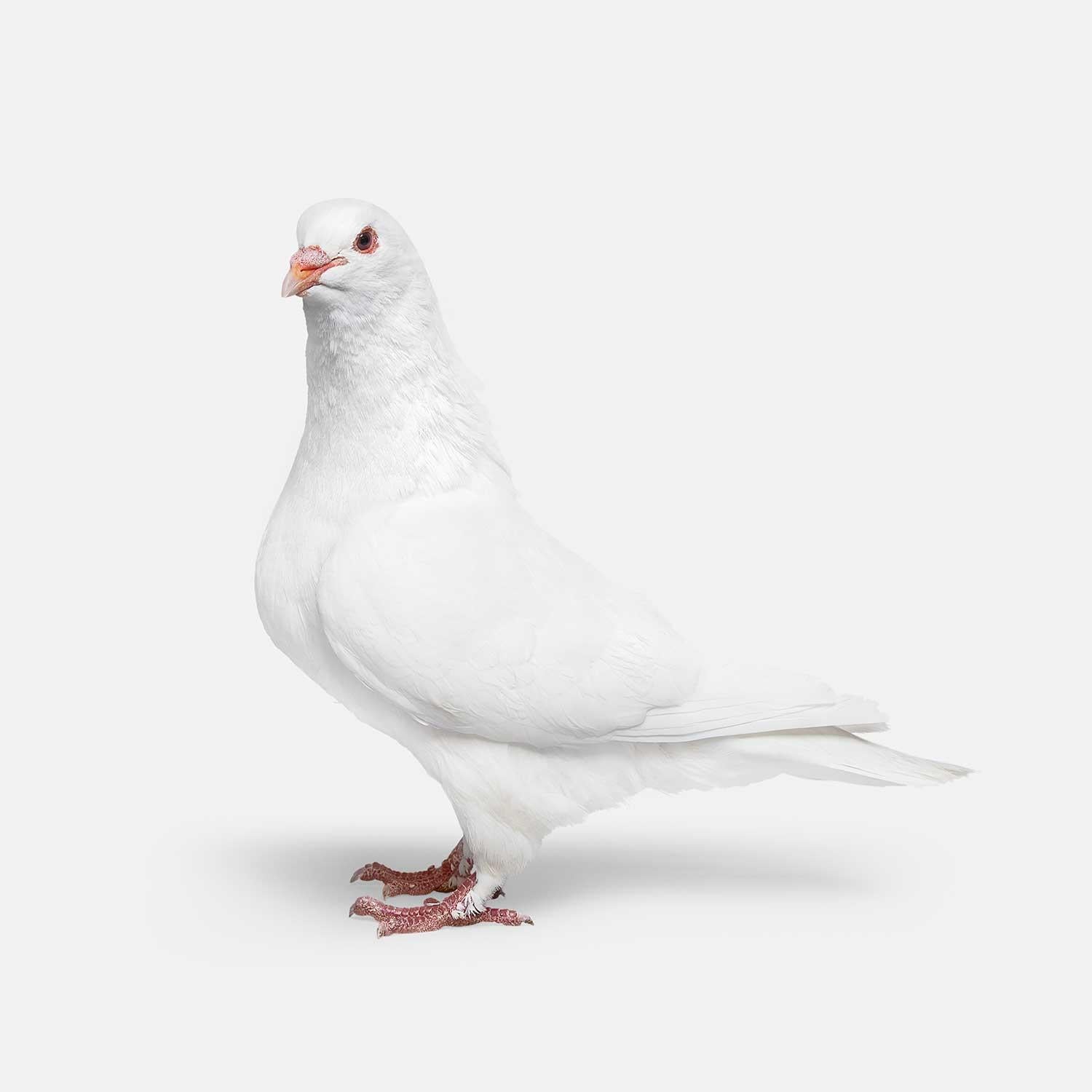 Randal Ford - Pigeon n° 1, photographie de 2018, imprimée d
après