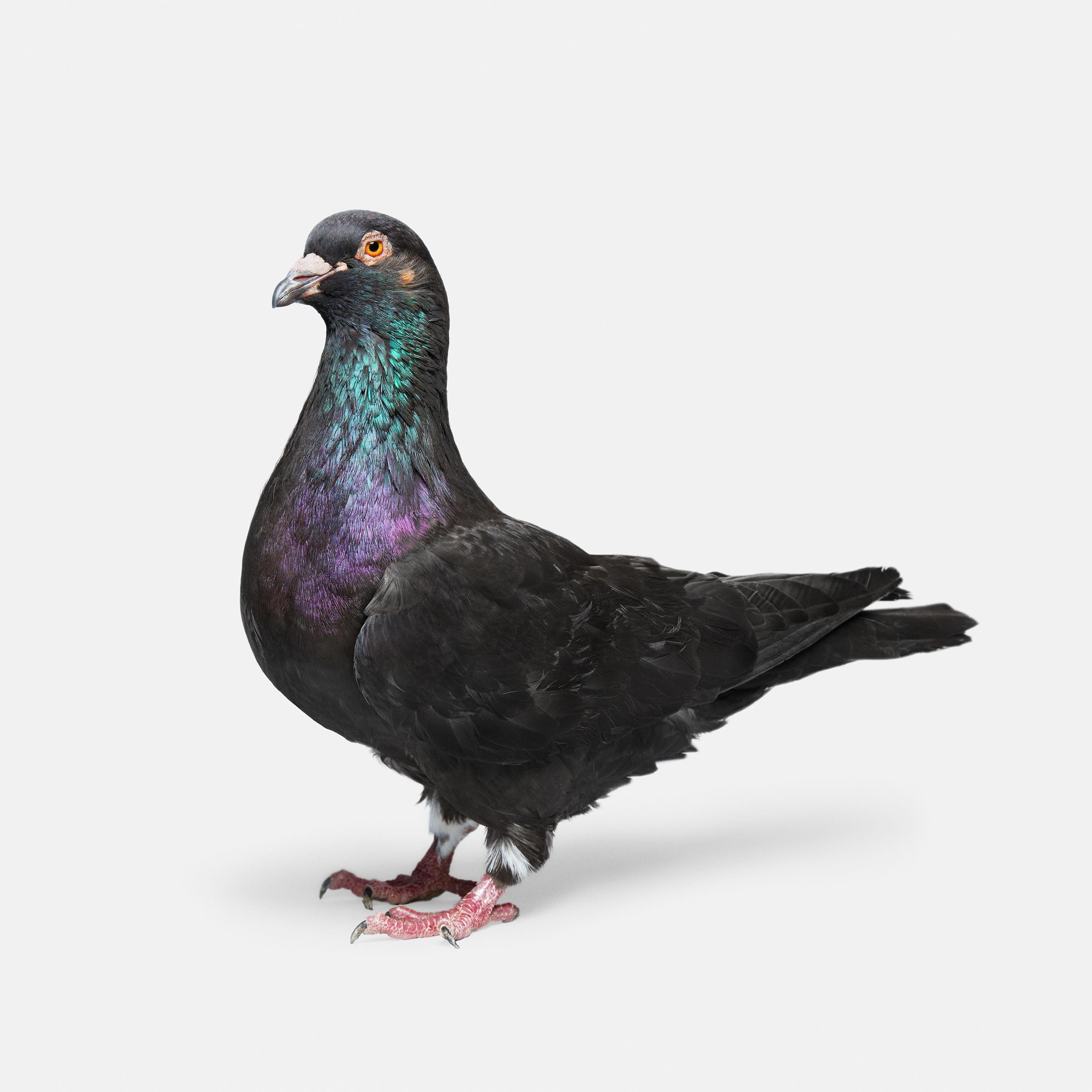 Randal Ford - Pigeon No. 3, Photography 2018, Printed After