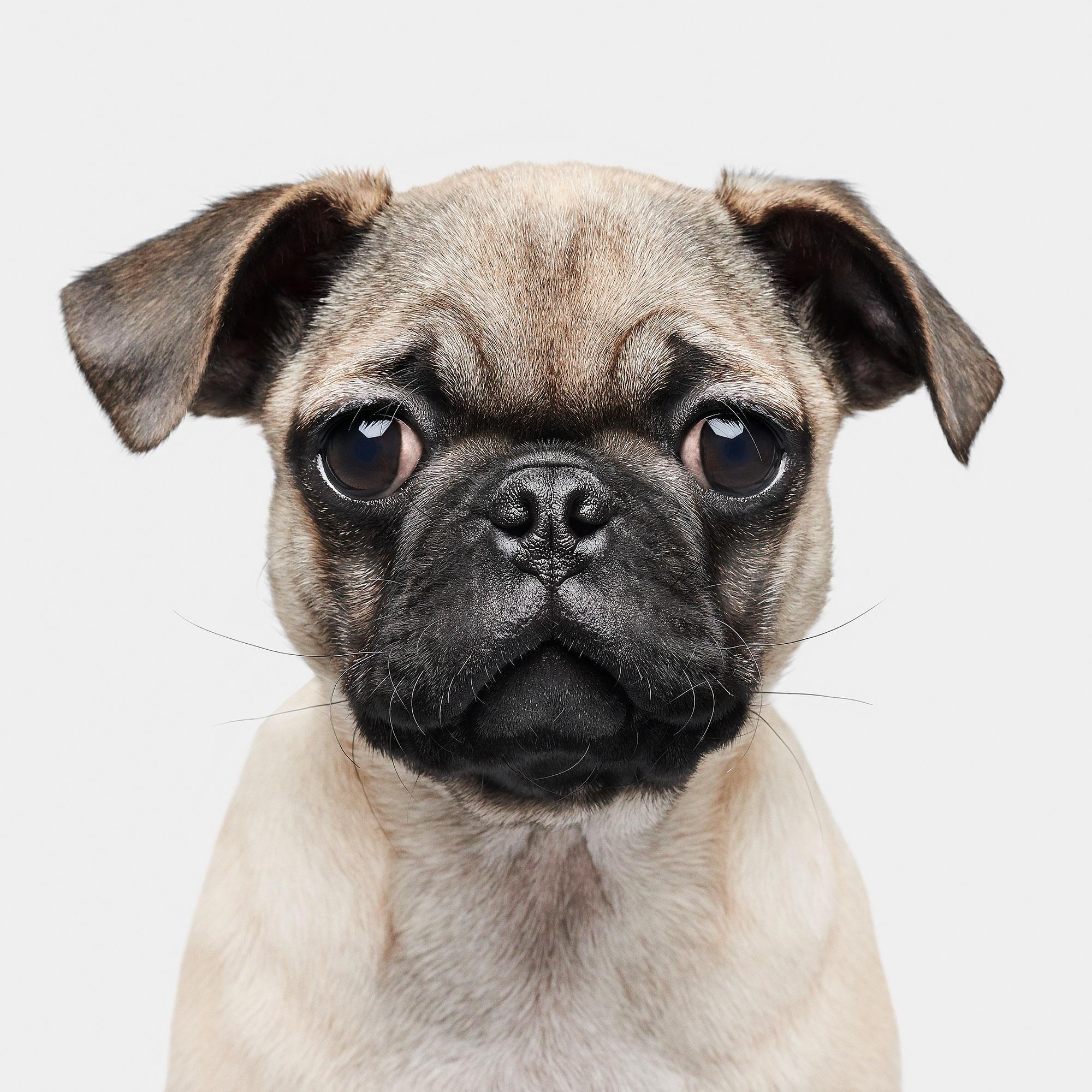 All available sizes and editions:
32 x 32, edition of 15
40 x 40, edition of 10
48 x 48, edition of 5

Narrative:
This little piggy didn’t have any roast beef, but he sure loved to snack on everything else. There is no shortage of doggie snacks on