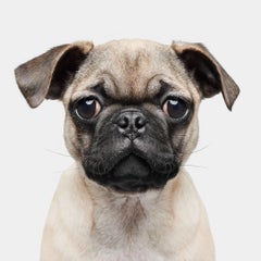 Randal Ford - Piggy, Photography 2020, Printed After