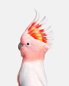Randal Ford - Pink Cockatoo, Photography 2018