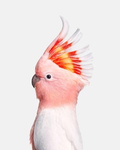 Randal Ford – Rosa Kockatoo, Fotografie 2018, Nachdruck