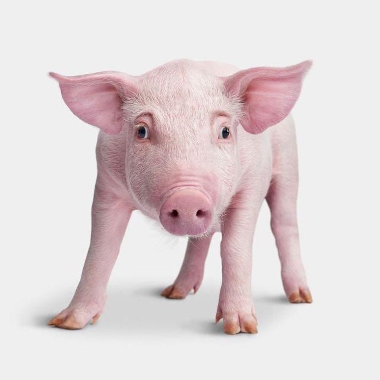 "Sweet Ruby Rose was the epitome of a pink pig. Photographing pigs always feels so similar to photographing dogs—their adorable antics and affectionate spirits always light up the room. Ruby Rose was still rather young and very vocal. You would