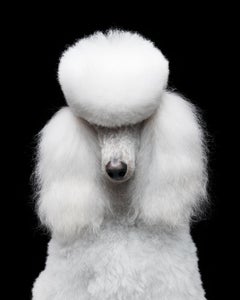 Randal Ford - Porsche No. 1, Photography 2020, Printed After