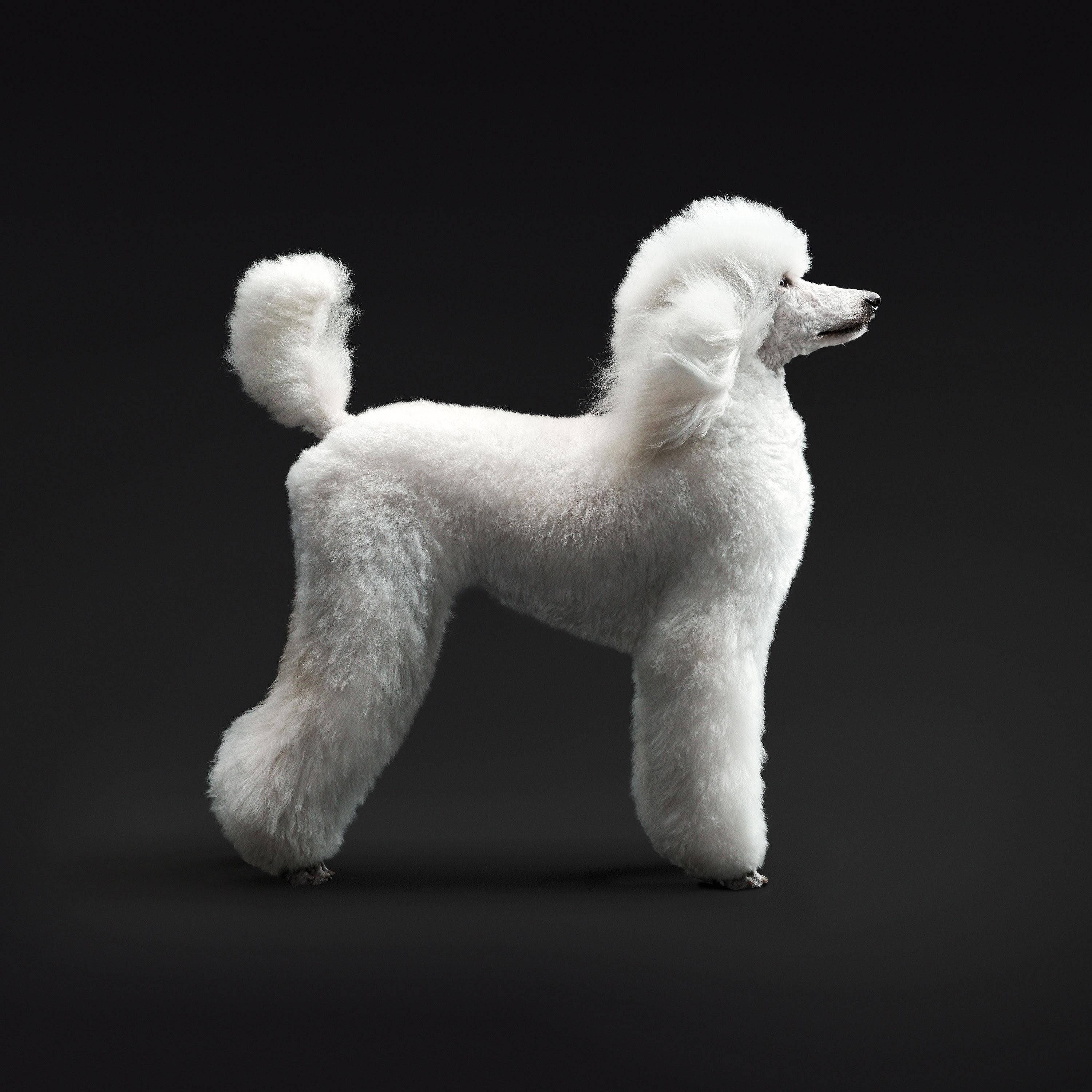 Randal Ford – Porsche Nr. 2, Fotografie 2020, Nachdruck gedruckt