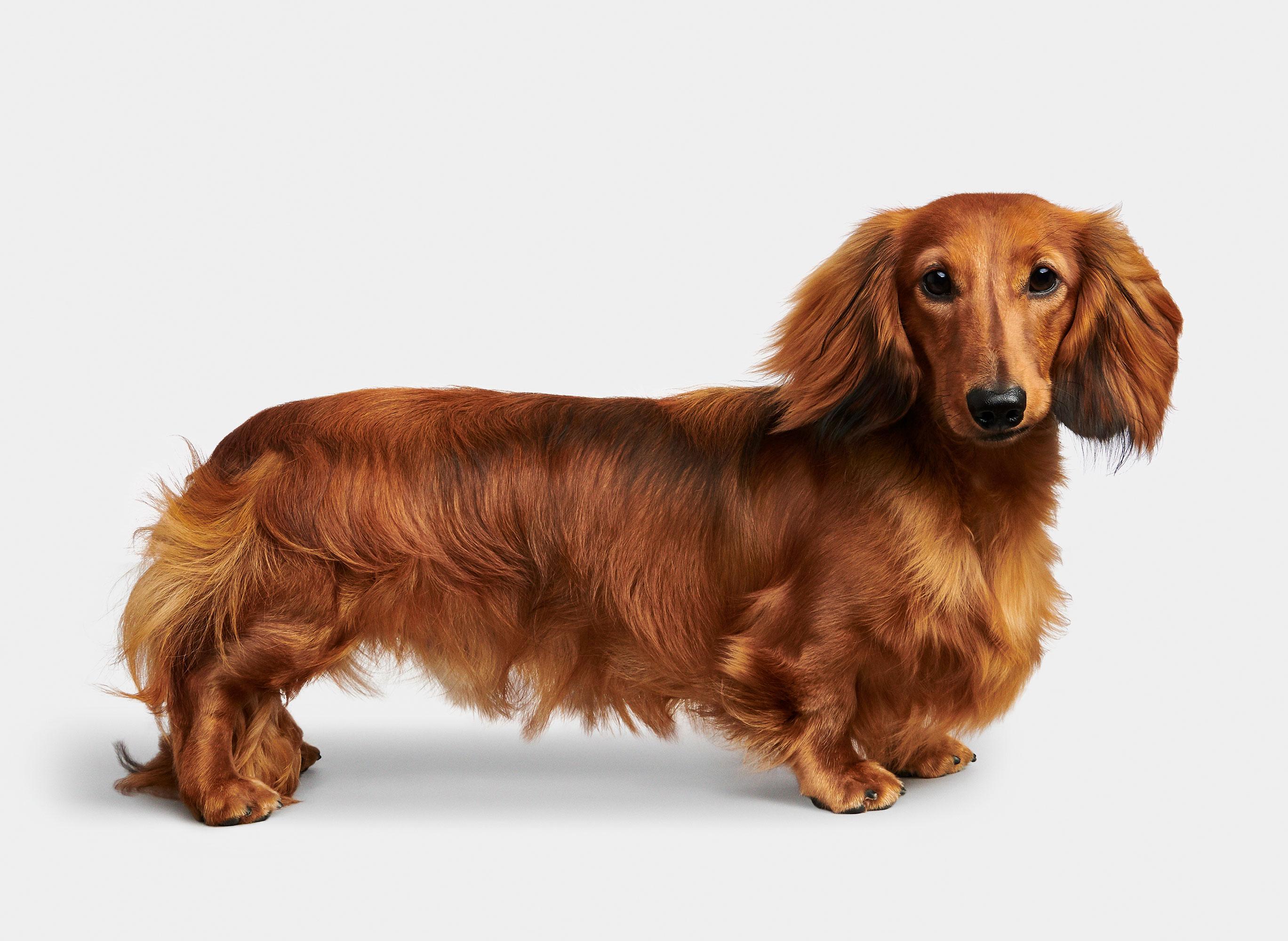 Randal Ford - Rami, photographie 2020, imprimée d
après