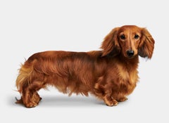 Randal Ford - Rami, photographie 2020, imprimée d
après