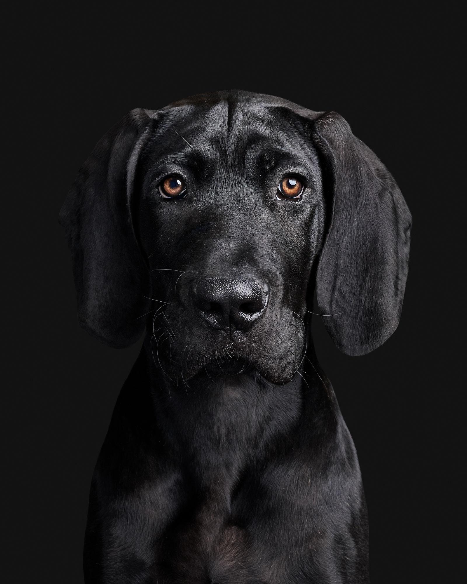 Available sizes:
37.5" x 30", Edition of 15
50" x 40", Edition of 10
60" x 48", Edition of 5

Narrative:
Cool Raúl. Clocking in at only 3 months old, this boy brought such a surprising calmness to set. Though he was not without all of our favorite